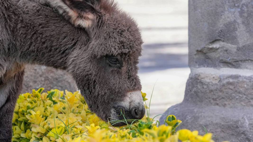 Diyarbakır’da şiddetten korunan Midas’a ilgiler yoğun 3